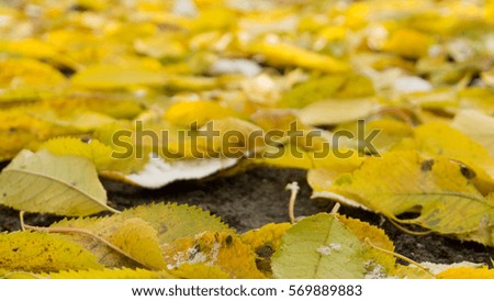 Autumn leaves on a path