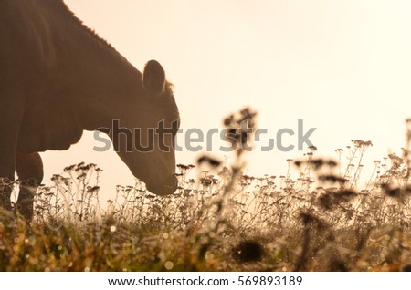 Cow on pasture during autumn morning - brown color tone photo Royalty-Free Stock Photo #569893189