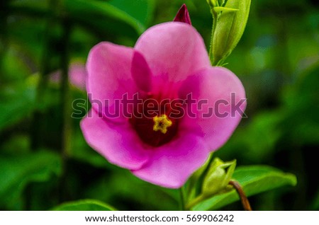 Exotic pink flower
