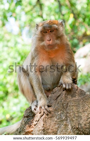 Monkey at Phuket island on Thailand