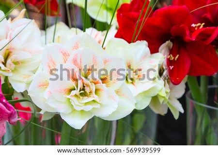 holiday or birthday background with white and pink lily flower blossom closeup