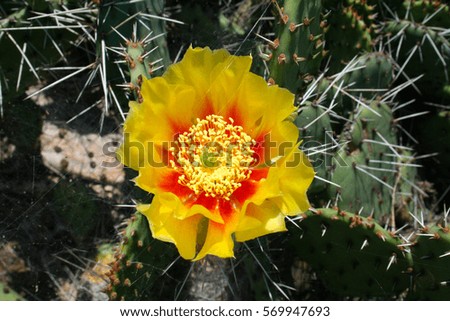 Opuntia cactus (prickly pears) with yellow flower. Closeup photo.