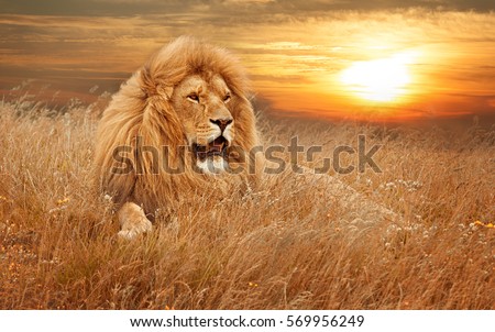 picture of lions in grass Royalty-Free Stock Photo #569956249