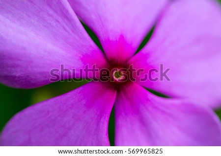 Close up photo of Pink flower.
