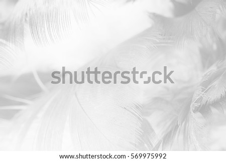  feather texture background
