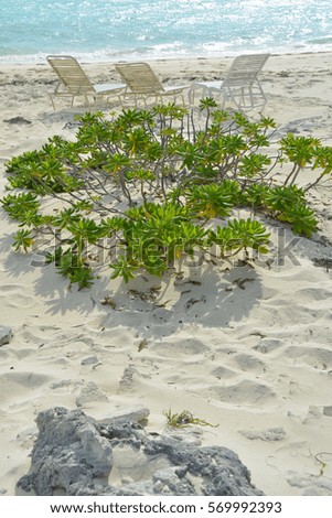 Plant variety on the long bay beach at Turks and Caicos Islands in the Caribbean.