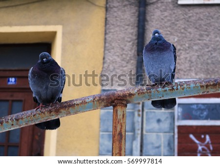 Pigeons perched on a stick but a different background.They look like living in different worlds but landed in one place. Picture with many associations in the urban environment.