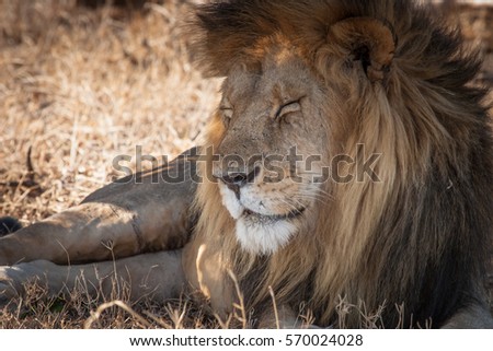 Old lion. Kenya.