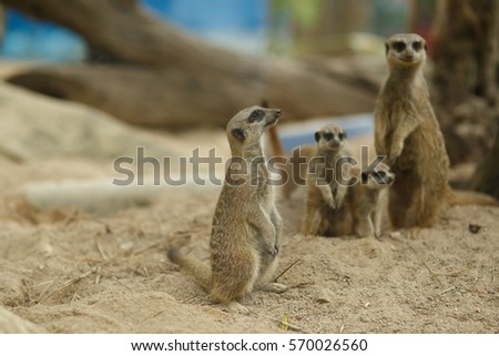 cautious group of meerkats is looking into the distance