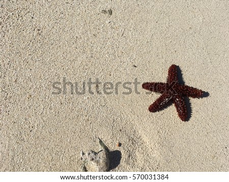 A starfish on the beach in the Turks and Caicos Islands in the Caribbean