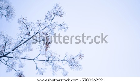 trees, winter