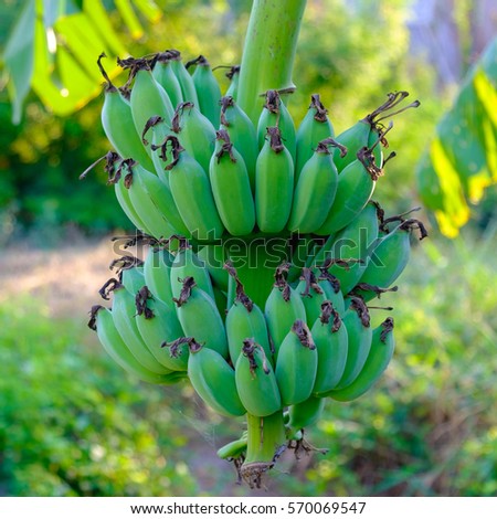 Banana tree with a bunch growing in a tropical rain forest. unripe banana.
