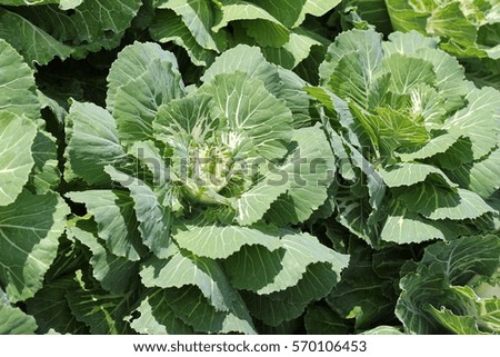 Cabbage blooming beautiful