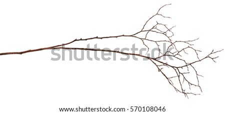 Dry twig isolated on white Royalty-Free Stock Photo #570108046