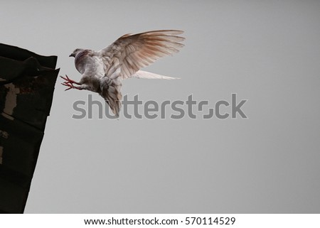 A photo of a flying white pigeon in the evening at the Borneo
