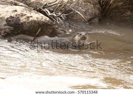 Otter. Lutra lutra