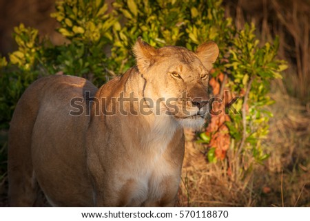 Lioness in the wild.