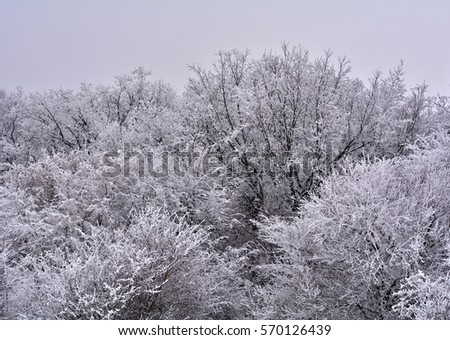 freestanding solitary tree with snow in wintertime. winter landscape, forest. snowy trees on a winter scene. winter trees in mountains covered with fresh snow. frosty trees. winter foggy nature. 