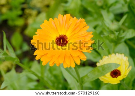 marigold in the nature 