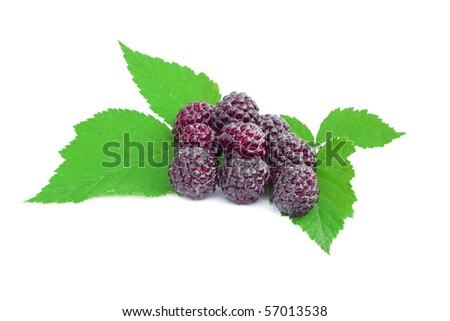 blackberries fruit  with green leaves on a white background