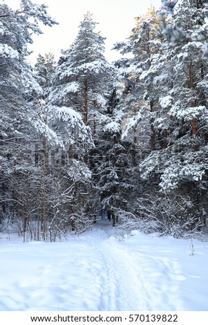 pine forest after a heavy snow storm on a sunny winter day