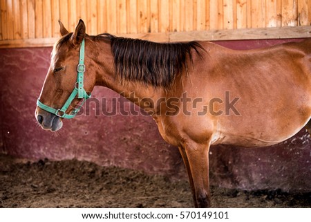 Brown horse standing and look as sleep in stable Royalty-Free Stock Photo #570149101