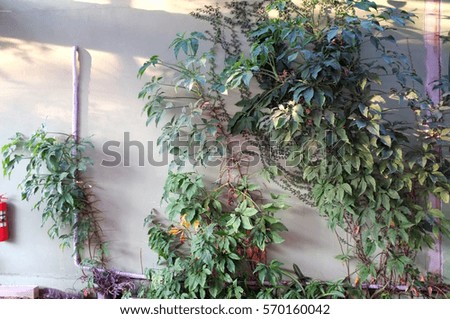 Light and shadow Tree ivy walls stunning