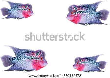 Beautiful good color Flowerhorn cichlid fish at water tank with blue background