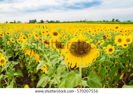 Sunflower beautiful area