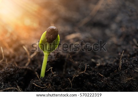 Sprouted water melon growing out of soil,agriculture Royalty-Free Stock Photo #570222319