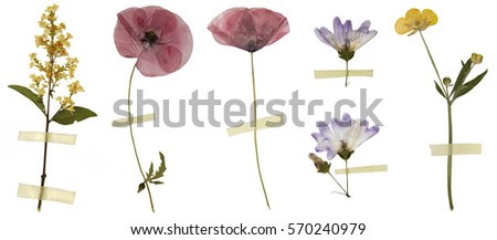 Six dry flowers isolated on white background Royalty-Free Stock Photo #570240979