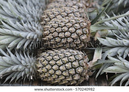 Pile of pineapples at Thailand market, closeup