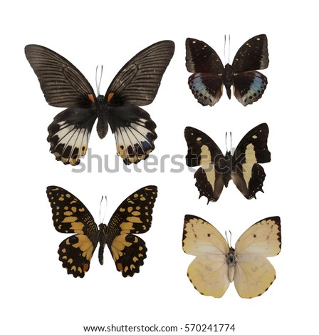 Realistic butterflies photography set  cropped and isolated on white background: Great Mormon (Papilio memnon), Lime Butterfly, Archduke (lexiasdirtea), Common Nawab, Lemon Emigrant.