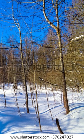 Birch and pine snowy forest under the bright winter sun on a magically beautiful blue sky background. Temperature - minus ten degrees Celsius. Wild nature of Europe in February