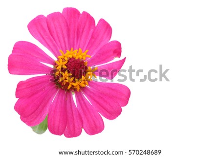 The beautiful flowers on a white background.