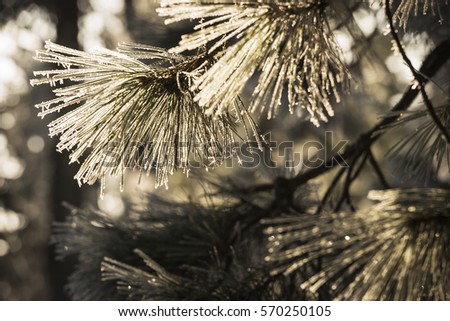 Pine cower by snow. Winter landscape. Forest with snow. Nature winter detail. 