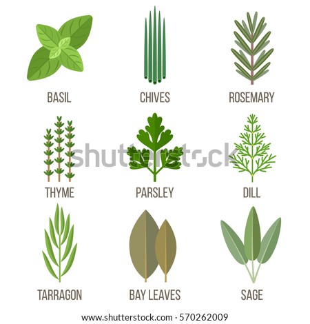 Vector set of culinary herbs illustrations. Flat style. Royalty-Free Stock Photo #570262009