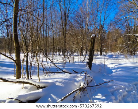 Birch and pine snowy forest under the bright winter sun on a magically beautiful blue sky background. Temperature - minus ten degrees Celsius. Wild nature of Europe in February