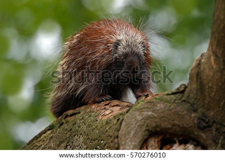 Mexican Prehensile-tailed Porcupine, Coendu mexicanus, on the tree trunk in the nature. Wildlife scene from the forest. 