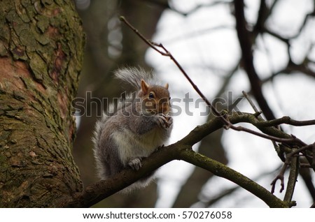 American fat squirrel in the tree