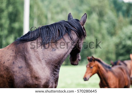 close-up shot of wild horses in the field