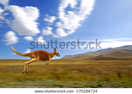 Red Kangaroo running, macropus rufus, Australia