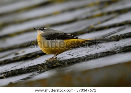 grey wagtail perched on a roof