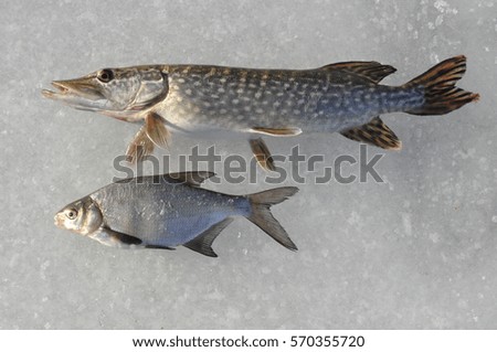 Pike and Bream fish, fresh fish lying in the snow, snowy ice of a lake, river in winter.