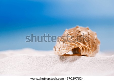 tropical seashell sea shell with ocean , beach and seascape, shallow dof