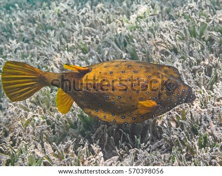 Yellow boxfish (Ostracion cubicus), also known as cube trunkfish or polkadot boxfish swimming in tropical sea water near seagrass