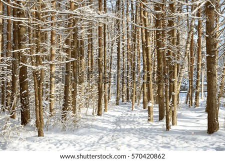 Winter pine forest landscape. Pine tree trunks covered with snow.