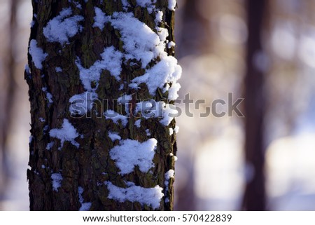 Winter pine forest. Pine tree trunks covered with snow.