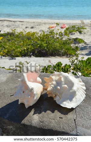 Shells named Conch at the beach of the Turks and Caicos Islands.