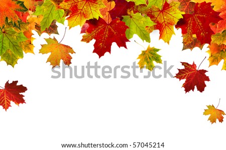 Autumn card of colored falling leafs isolated on white background